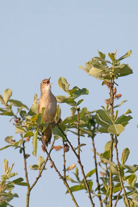788A5688 Snor 07-05-2025 d alde faenen Friesland.jpg
