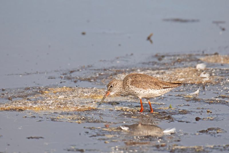 tureluur - Redshank - Tringa totanus, 