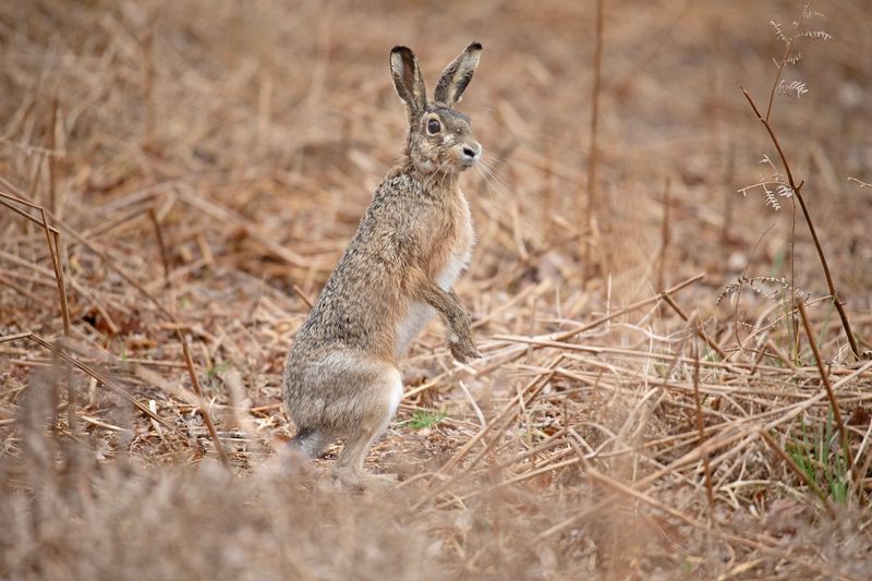 788A7844 Haas 16-03-24 Amsterdamse waterleidingduinen.jpg