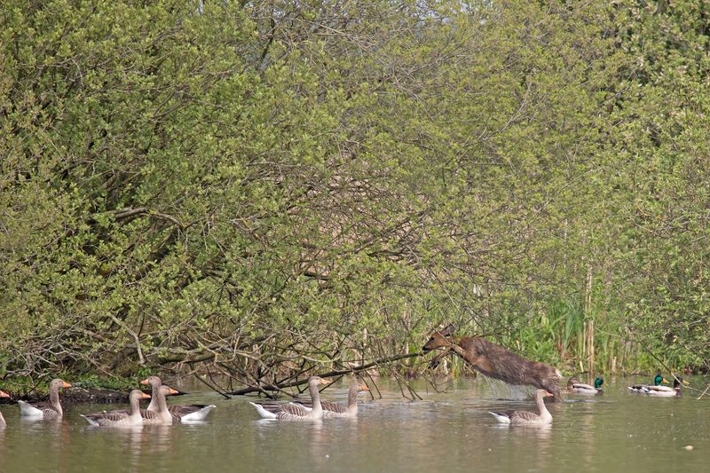 788A5513 Ree springend in water d alde Faenen 07-05-2025.jpg