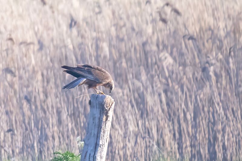 788A6056 Bruine kiekendief, vogelhut Diependal 13-05-2025.jpg