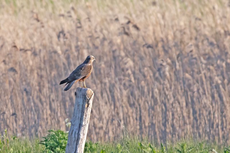 788A6048 Bruine Kiekendief Vogelhut Diependal 13-05-2025.jpg