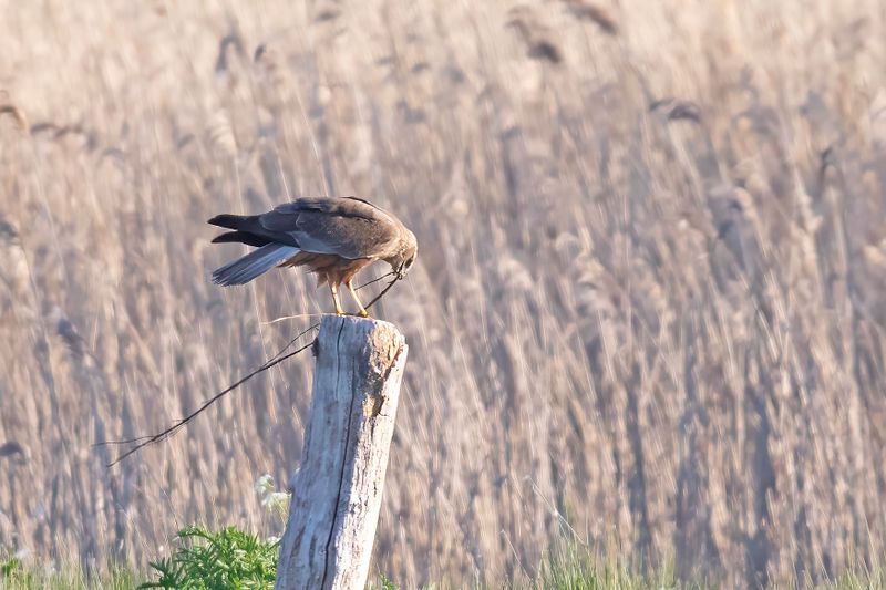 788A6047 Bruine kiekendief vogelhut Diependal 13-05-2025.jpg