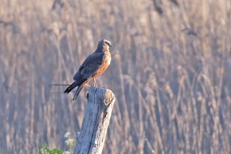 bruine kiekendief - Marsh Harrier - Circus aeruginosus