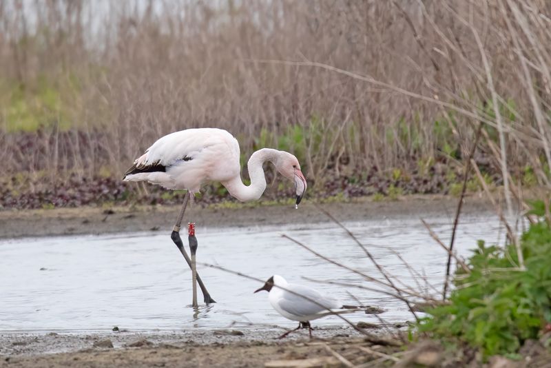 flamingo - Greater Flamingo - Phoenicopterus roseus