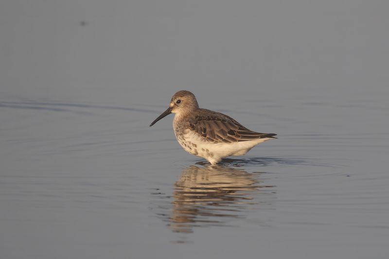 bonte strandloper - dunlin - Calidris alpina