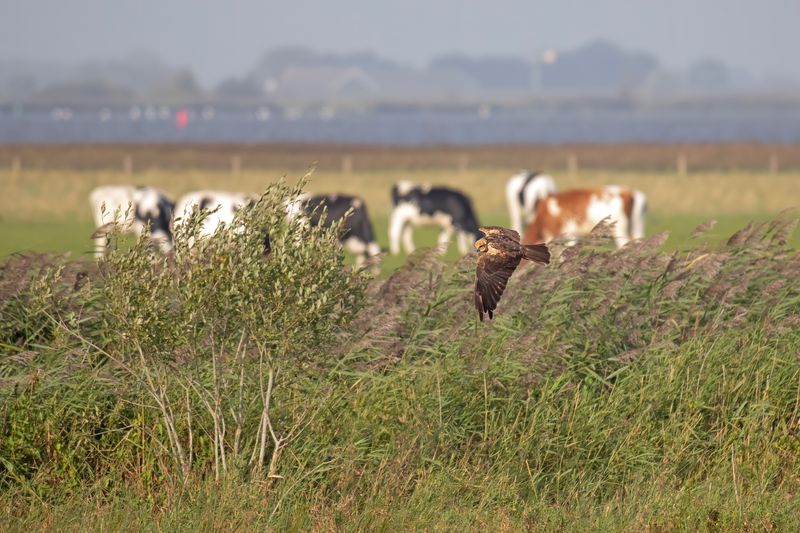 bruine kiekendief - Marsh Harrier - Circus aeruginosus