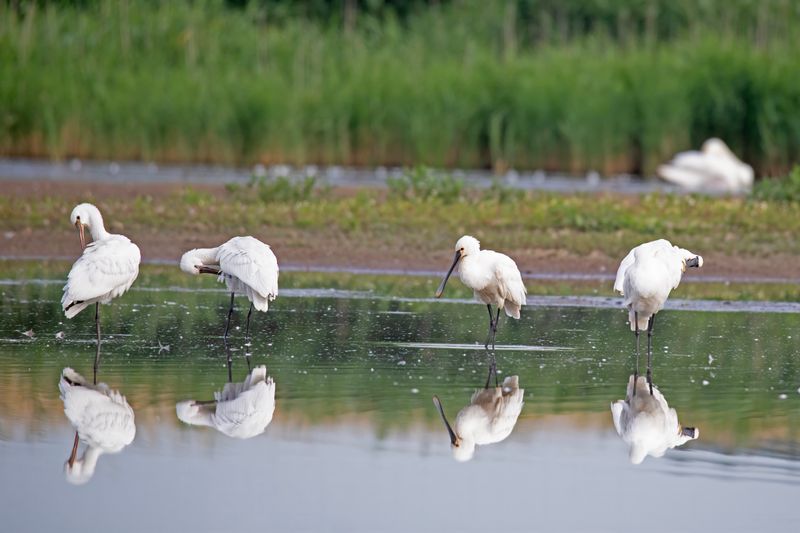 vogels L tot en met S, birds from L up to S