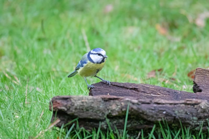 pimpelmees - Blue Tit - Cyanistes caeruleus, 