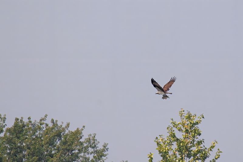788A6981 Visarend met vis, Crezeepolder 13-08-2025.jpg