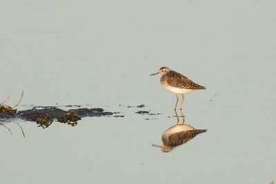 bosruiter, wood sandpiper, tringa glariola