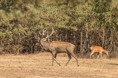edelhert - Red Deer - Cervus elaphus