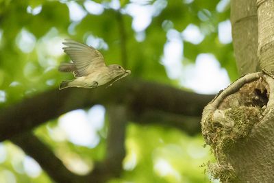 grauwe vliegenvanger - Spotted Flycatcher - Muscicapa striata
