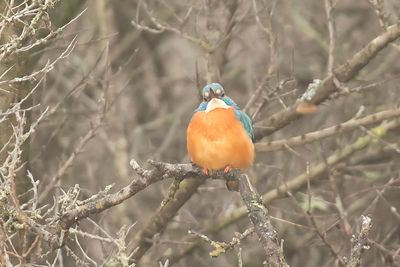 ijsvogel - , Kingfisher - Alcedo atthis