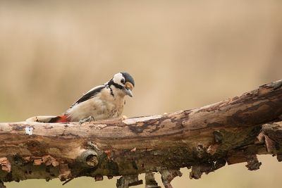 grote bonte specht - Great Spotted Woodpecker -Dendrocopus major, 