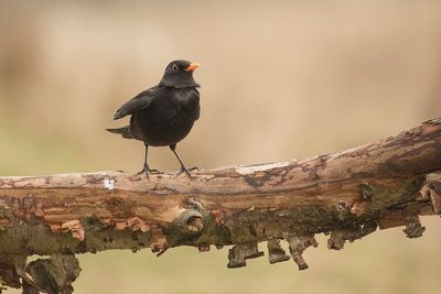 merel - (common) blackbird - Turdus merdula