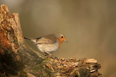 roodborst - robin - Erithacus rubecula