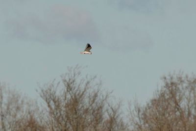 grijze_wouw, black winged kite, Elanus caeruleus