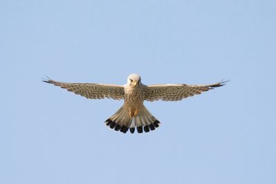 _IMG_9107.jpg