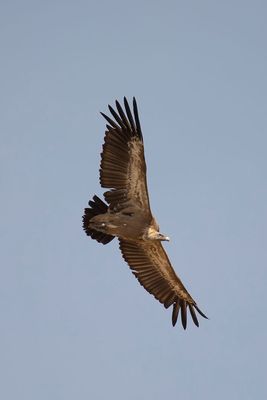 788A0006.Vale gier 08-05-23 Extremadura.jpg