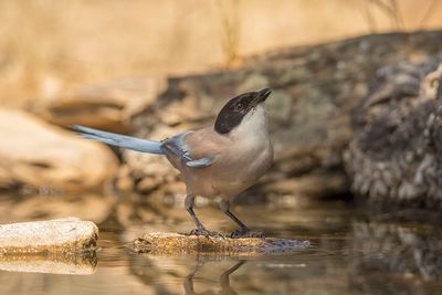 788A1310 Blauwe ekster 12-05-23 Extremadura Spanje