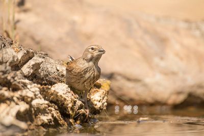 cirl_gors_cirl_bunting