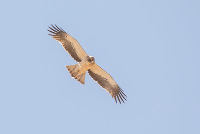 Dwergarend, booted eagle, Hieraaetus pennatus