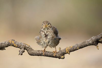 grauwe_gors_Corn_bunting