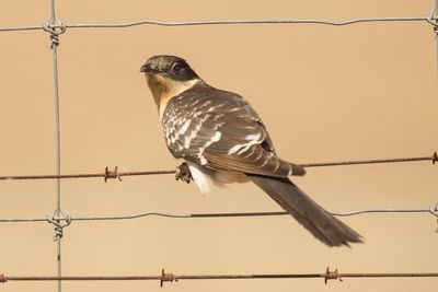 kuifkoekoek_great_spotted_cuckoo