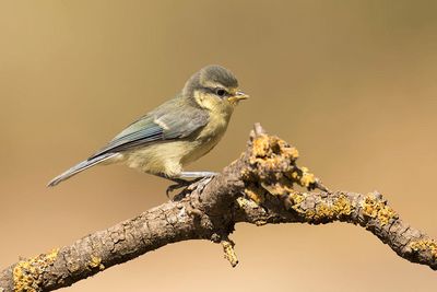 788A1382.Pimpelmees 10-05-23 Extremadura.jpg