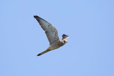 torenvalk -  Kestrel - Falco tinnunculus,