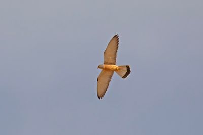 kleine_torenvalk_lesser_kestrel