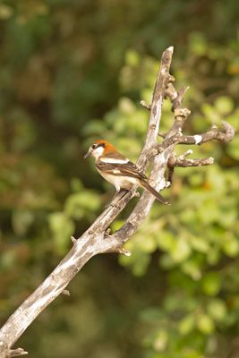 roodkopklauwier_woodchat_shrike