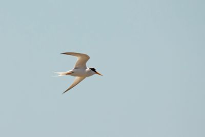 dwergstern - Little Tern - Sterna albifrons