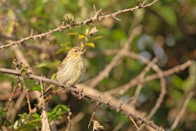 europese kanarie - Serin - Serinus serinus