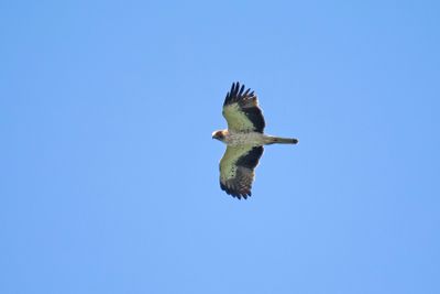 slangenarend-short-toed snake eagle