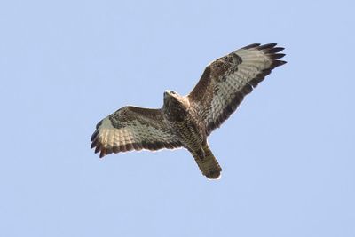 steppebuizerd, Steppe buzzard, Buteo buteo vulpinus