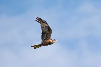Zwarte Wouw , Black kite, Milvus Migrans