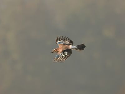 Gaai - Jay - Garrulus glandarius,