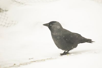 g13/80/1195780/3/174363155.a11a6806.JPEG