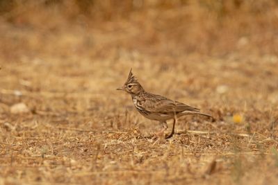 kuifleeuwerik_crested_lark
