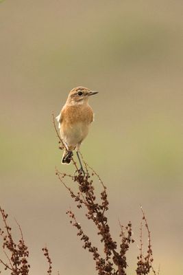 paapje -  Whinchat - Saxicola rubetra