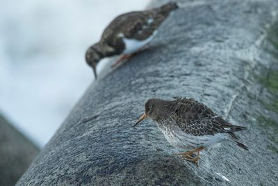 paarse strandloper - Purple Sandpiper - Calidris maritima