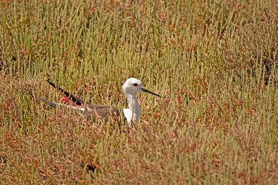 steltkluut - Black-winged Stilt - Himantopus himantopus