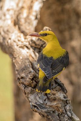 wielewaal_eurasian_golden_oriole