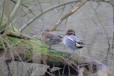 wintertaling -  Teal - Anas crecca
