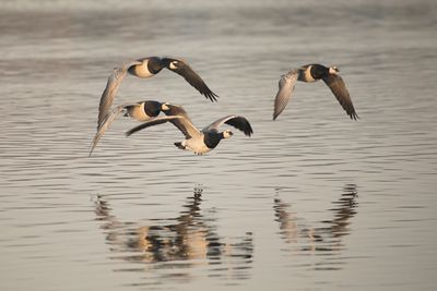 brandgans - Barnacle goose - Branta leucopsis