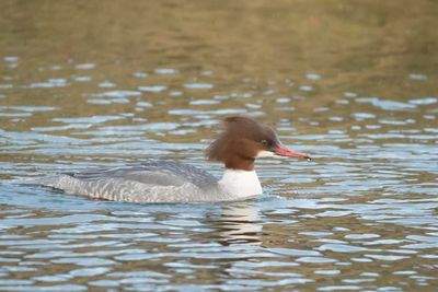grote zaagbek -  Goosander - Mergus merganser,