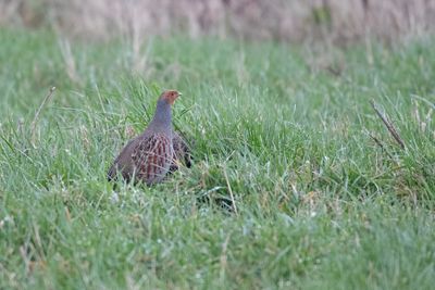 patrijs - Grey Partridge - Perdix perdix,