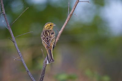 Geelgors - Yellowhammer - Emberiza citrinella,